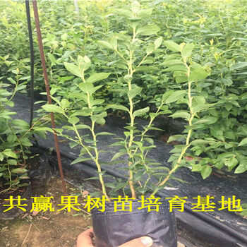 安徽黄山蓝莓苗育苗基地_新品种蓝莓苗卖多少钱