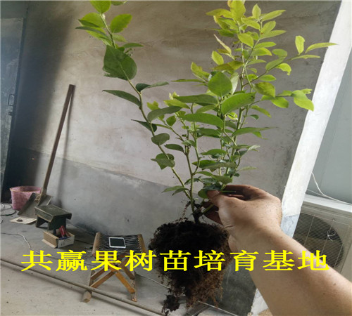 上海虹口蓝莓苗育苗基地_3年蓝莓苗卖多少钱