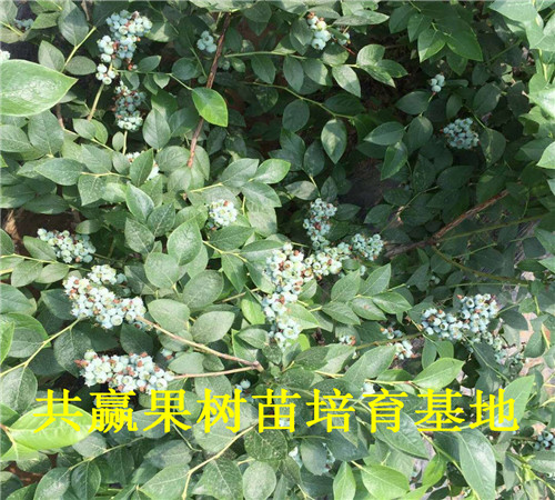 蓝莓苗基地_组培蓝莓苗价格_巫山卖多少钱