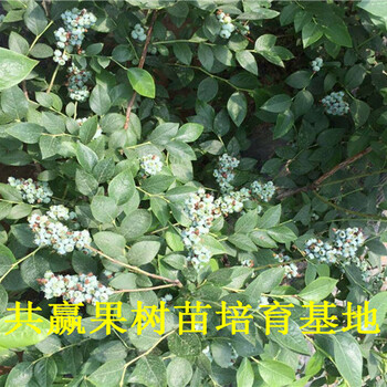 蓝莓苗基地_组培蓝莓苗价格_衢州卖多少钱