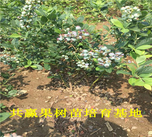 蓝莓苗基地_组培蓝莓苗价格_天门卖多少钱