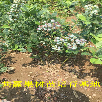 湖北宜昌蓝莓苗育苗基地_组培蓝莓苗卖多少钱