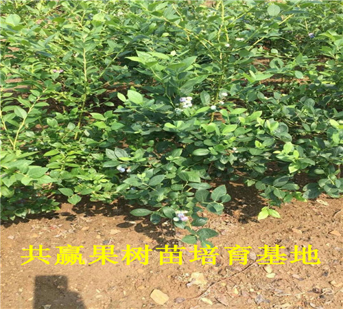 蓝莓苗基地_组培蓝莓苗价格_赤峰卖多少钱