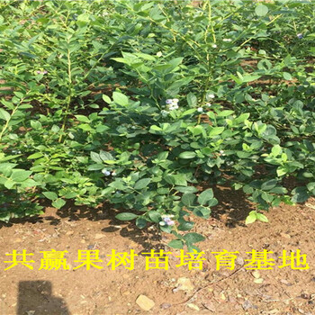 蓝莓苗基地_新品种蓝莓苗价格_万盛卖多少钱