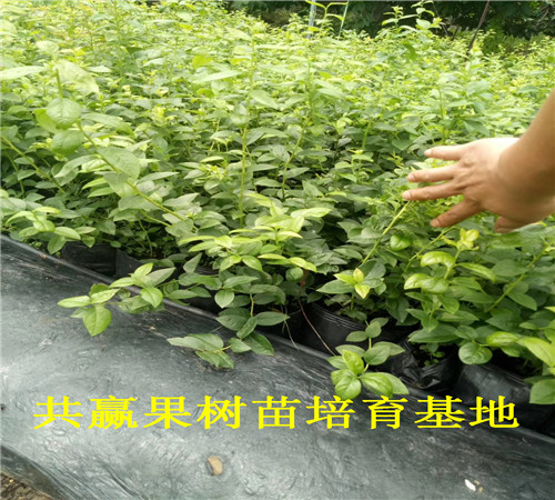 重庆大足蓝莓苗育苗基地_5年蓝莓苗卖多少钱