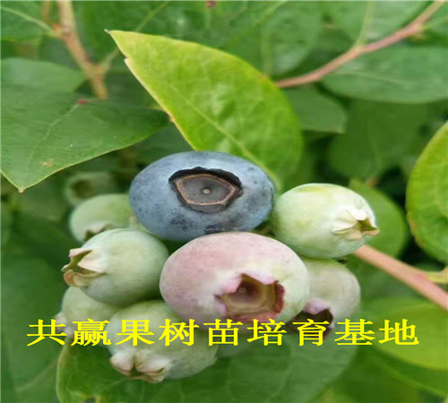 蓝莓苗基地_蓝莓苗价格_合肥卖多少钱