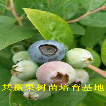 蓝莓苗基地_3年蓝莓苗价格_济宁卖多少钱