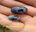 吉林白城蓝莓苗育苗基地_地载蓝莓苗卖多少钱图片