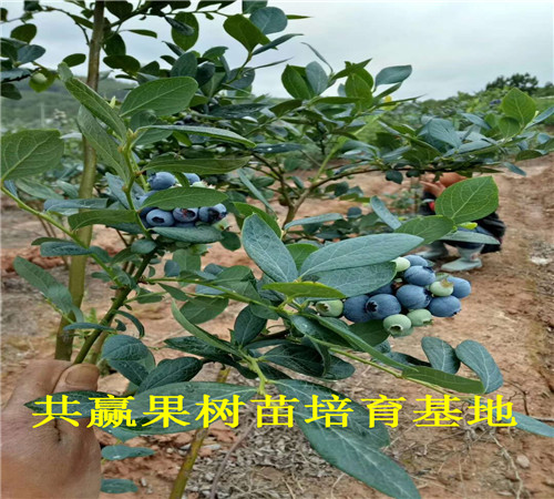 云南保山蓝莓苗育苗基地_新品种蓝莓苗卖多少钱