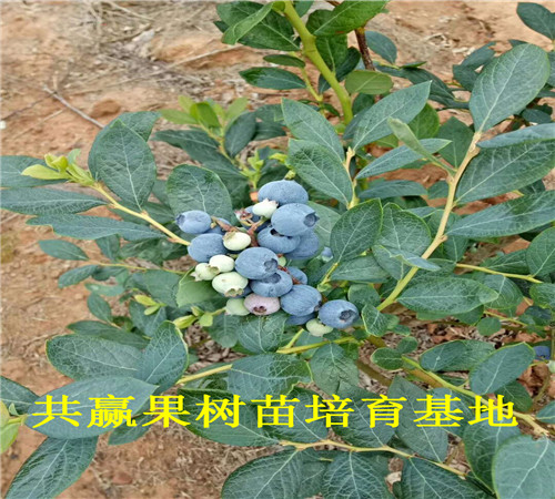 云南文山蓝莓苗育苗基地_蓝莓苗卖多少钱