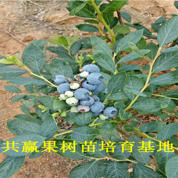 蓝莓苗基地_地载蓝莓苗价格_揭阳卖多少钱
