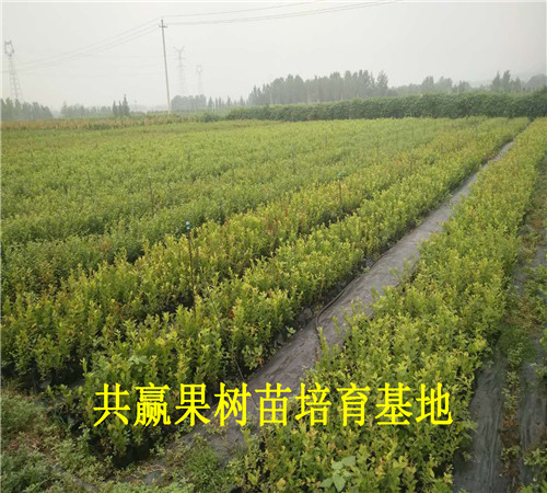 北京崇文蓝莓苗育苗基地_蓝莓苗卖多少钱