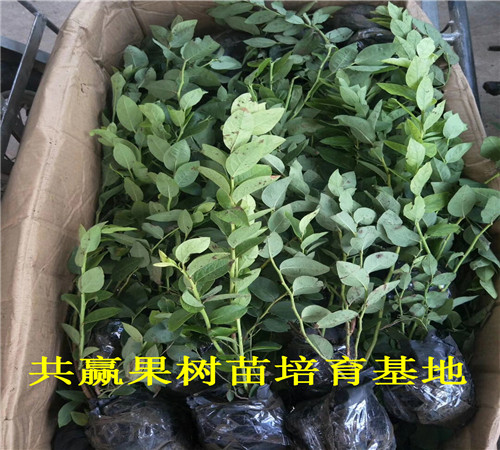 北京崇文蓝莓苗育苗基地_蓝莓苗卖多少钱