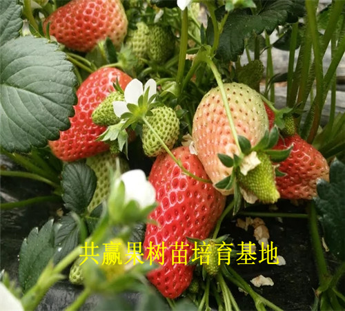 昆明草莓苗基地近期-四季草莓苗主产区在哪里
