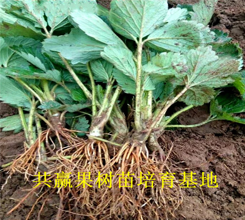 白草莓苗订购优惠、白草莓苗哪里批发