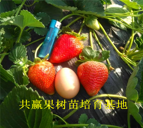 静海四季草莓苗基地才卖什么价格-草莓苗批发