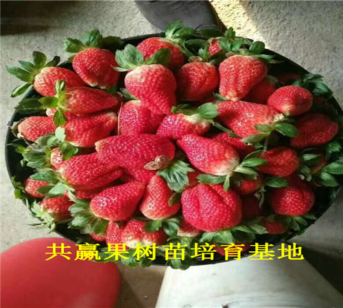 太空草莓苗育苗基地在什么地方、太空草莓苗新品种价格