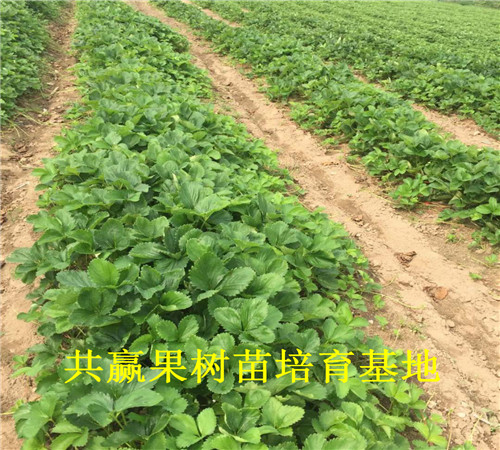 扬州草莓苗基地近期-草莓苗种苗主产区在哪里