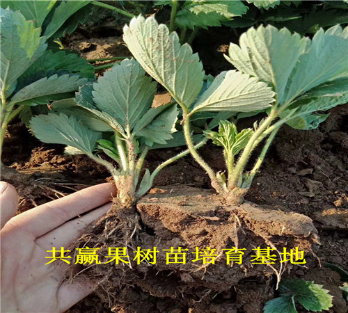 信阳草莓苗种苗基地才卖什么价格-草莓苗批发