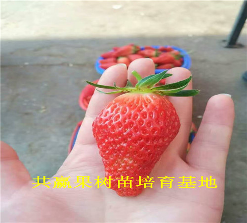红颜草莓苗订购优惠、红颜草莓苗育苗基地