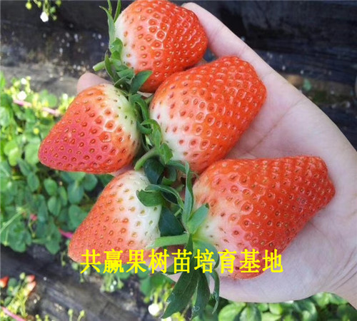 新品种草莓苗基地_大同99草莓苗卖的多少钱一棵