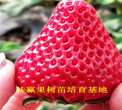 唐山大棚草莓种苗基地才卖什么价格-草莓苗批发