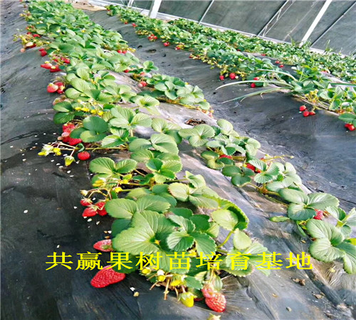 新品种草莓苗基地_常州甜宝草莓苗卖的多少钱一棵