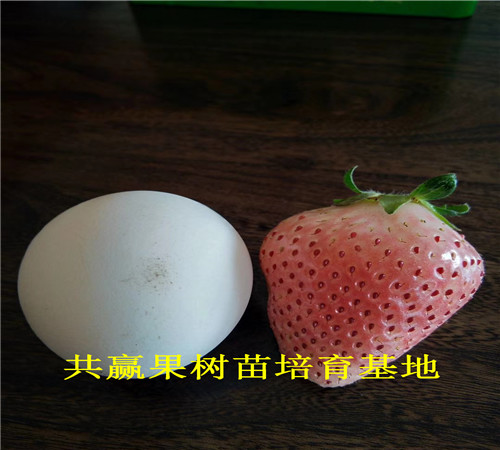 北京周边草莓苗基地近期-四季草莓苗主产区在哪里
