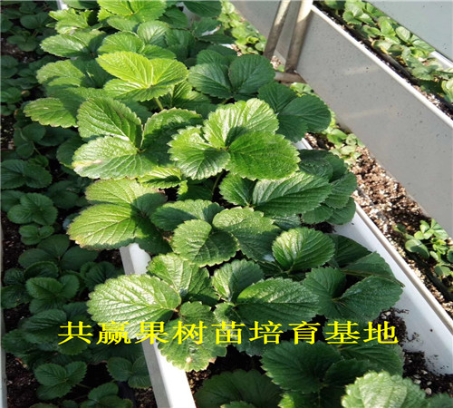 红颜草莓苗种植技术、红颜草莓苗哪里有