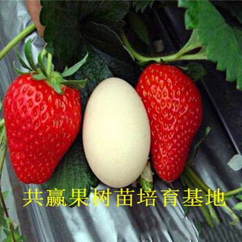 荣昌草莓苗基地近期-草莓苗主产区在哪里