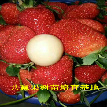 新品种草莓苗基地_益阳奶油草莓苗卖的多少钱一棵