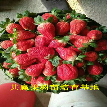 新品种草莓苗基地_崇明章姬草莓苗卖的多少钱一棵