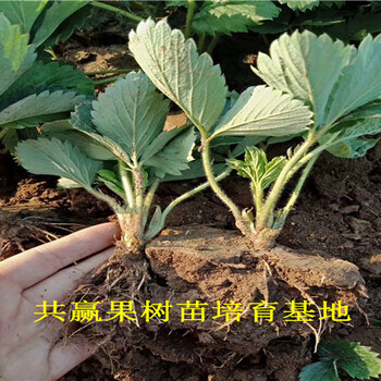新品种草莓苗基地_湛江甜宝草莓苗卖的多少钱一棵
