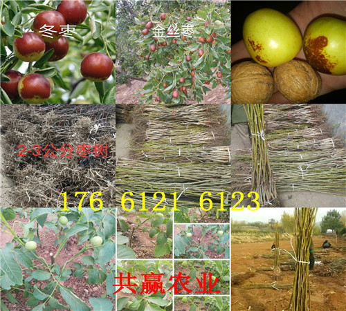 安徽安庆卖的梨树苗多少钱、晚熟梨树批发价格