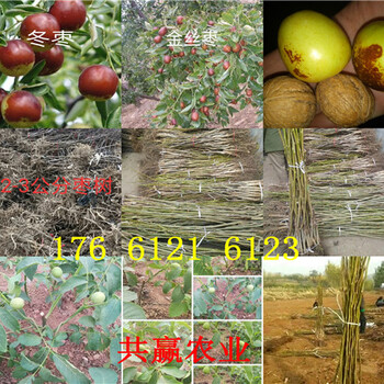 安徽安庆卖的梨树苗多少钱、晚熟梨树批发价格