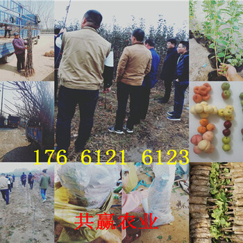新疆乌鲁木齐卖的梨树苗多少钱、秋月梨树批发价格