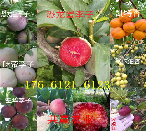 哪里的杏李子树苗品种好、杏李子树苗种植介绍