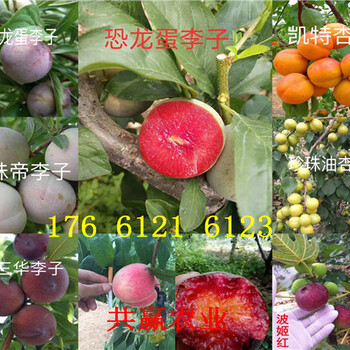重庆开县卖的梨树苗多少钱、秋月梨树批发价格