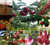 四川甘孜卖的梨树苗多少钱、新梨七号梨树批发价格图片4