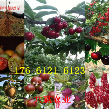 内蒙古包头卖的梨树苗多少钱、晚秋梨树批发价格