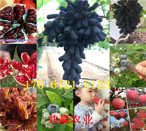 重庆九龙坡卖的梨树苗多少钱、新梨七号梨树批发价格