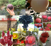 哪里的丰香草莓苗价格合理、丰香草莓苗种植效益图片3