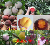哪里的杏李子树苗品种好、杏李子树苗种植介绍图片1
