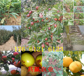 哪里的杏李子树苗品种好、杏李子树苗种植介绍图片2
