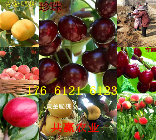 新疆和田卖的梨树苗多少钱、新梨七号梨树批发价格