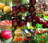 湖北宜昌卖的梨树苗多少钱、秋月梨树批发价格图片1
