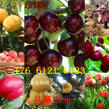 广东深圳卖的梨树苗多少钱、秋月梨树批发价格