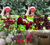 哪里的冬季草莓苗便宜、冬季草莓苗哪里有卖的图片2