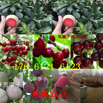 云南迪庆卖的梨树苗多少钱、晚熟梨树批发价格