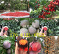 哪里的红颜草莓苗便宜、红颜草莓苗几月份结果